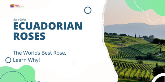 Ecuadorian Roses - The World's Best Rose - 1-800-GOFRUIT