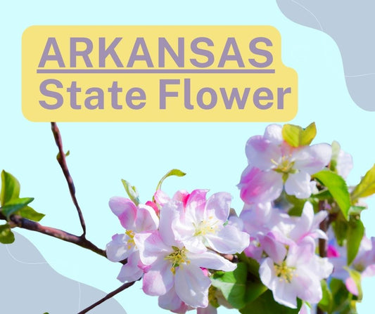 Arkansas State Apple Blossom